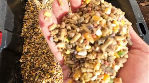 gamefowl conditioning feed mixture|Gamefowl Conditioning Mixed Grains .